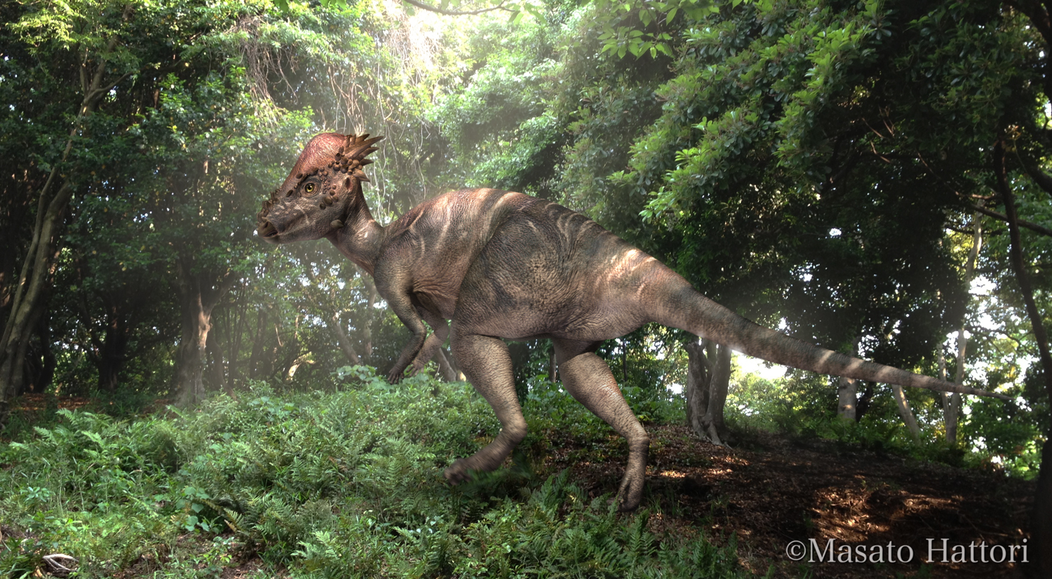 Marchan Blog パキケファロサウルス Pachycephalosaurus