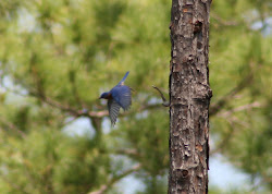 bluebird flying eastern