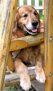 old golden retriever, older golden retriever, older dog, aging dog, golden retriever white face, sweet old dog, cute golden retrievers