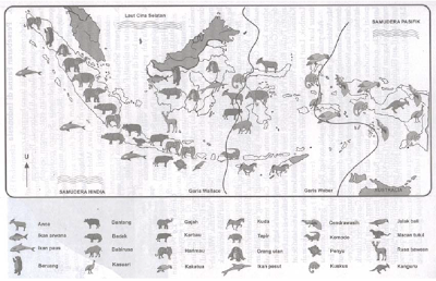Peta persebaran flora-fauna di Indonesia menurut pembagian garis Wallace dan Weber (Sumber: Sosiologi dan Geografi Untuk SMP kelas 2, Ganeca Exact)