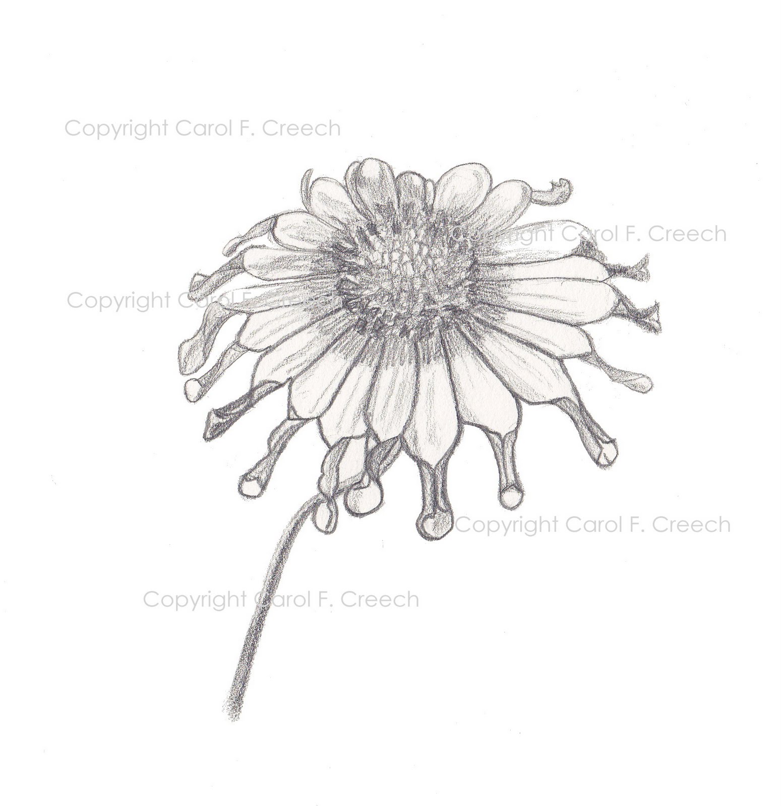 CCreech Studio Creative Adventures African Daisy Blossom Graphite