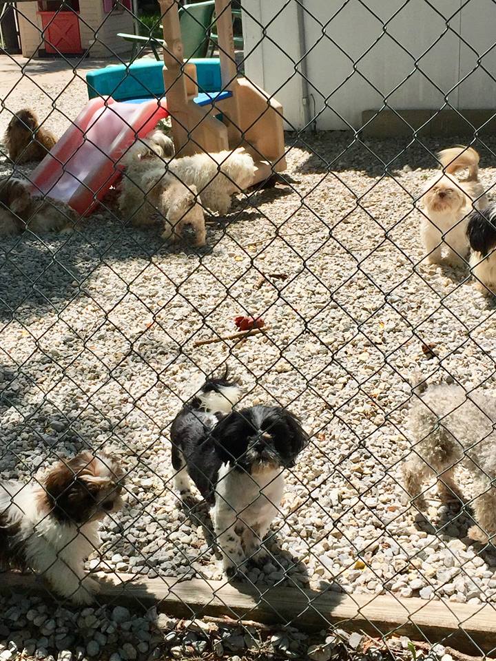 Kerry's Puppy Barn