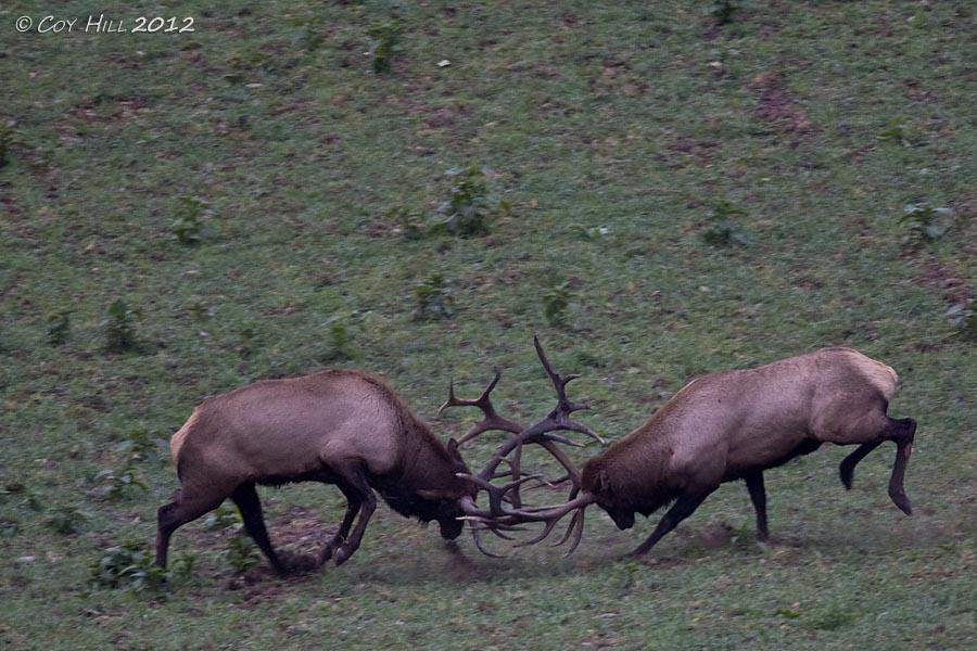 Country Captures The Battle of the Titans Pennsylvania Elk Fight