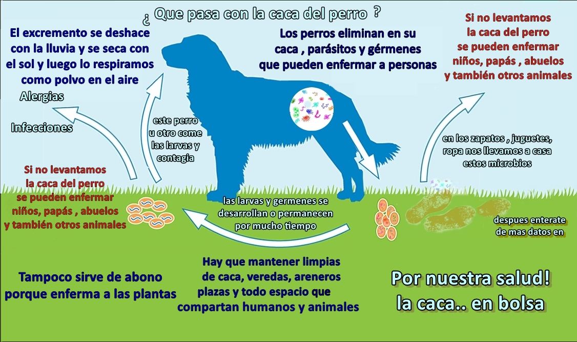 bacterias en la caca de perro bacterias en la caca de perro
