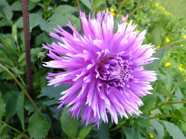 vartotojo �kelta nuotrauka