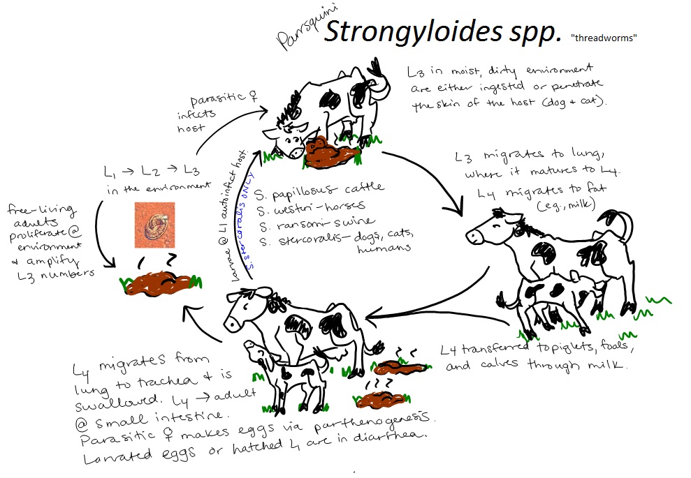 ciclo de vida oxyuris equi