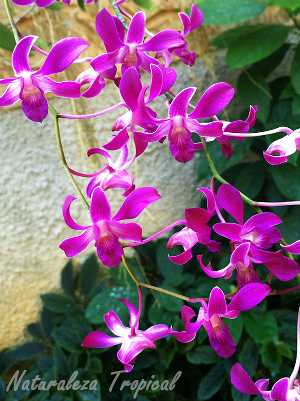 Floración abundante de la orquídea Violeta, Dendrobium superbiens