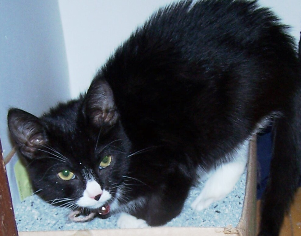 Hyde Park Cats TNR Chandler Bell