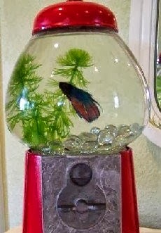 betta tank gumball unique diy machine fish idea bowl