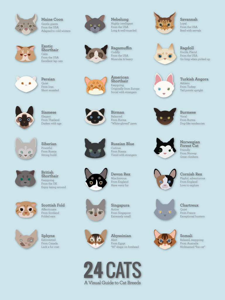 Pet Breeeders: Do You Know Your Cats Breed