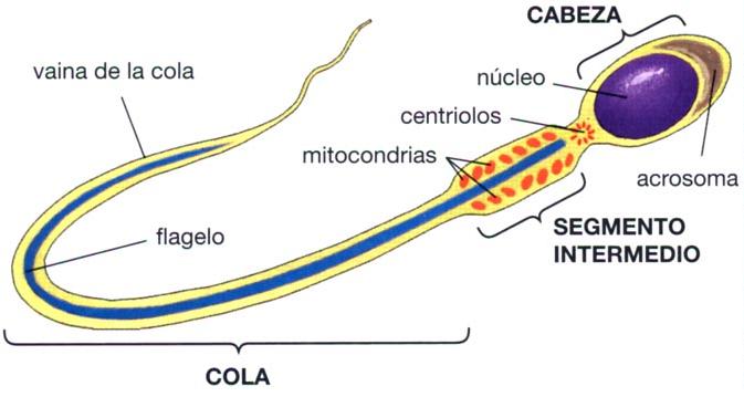 celula reproductora masculina