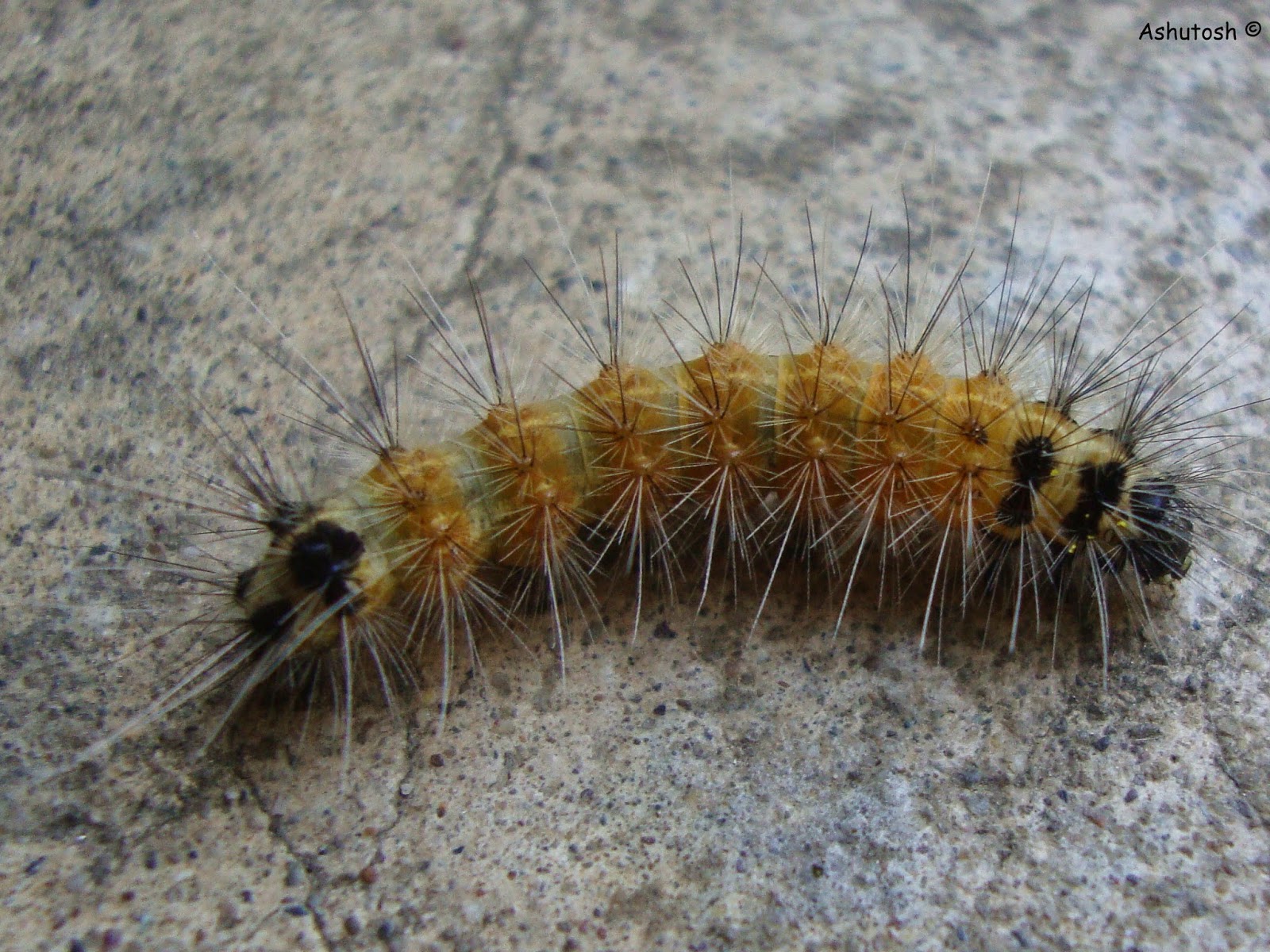 Insecta African Ended Caterpillar