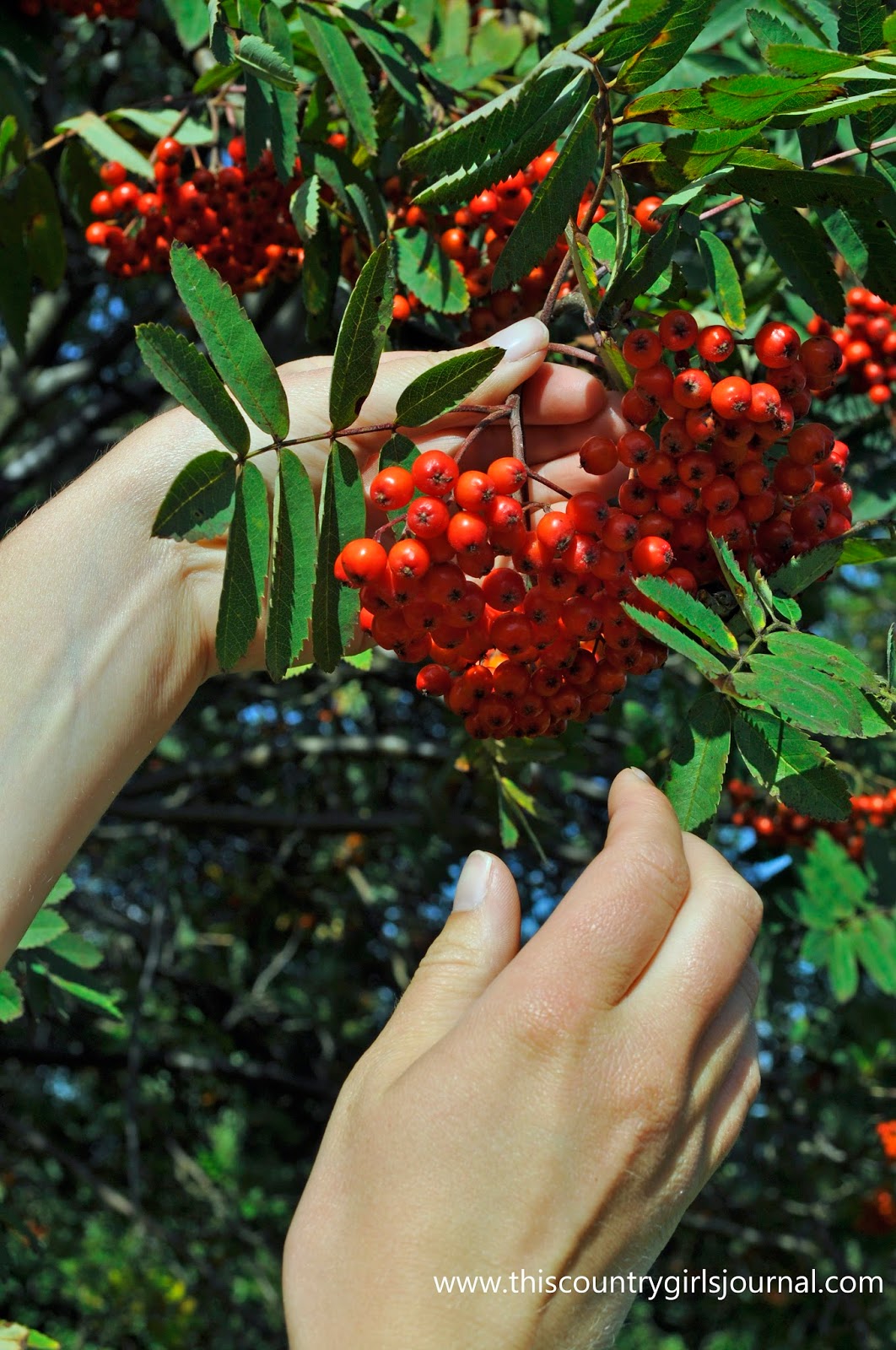 Wild Harvest Rowan Berries This Country Girl S Journal