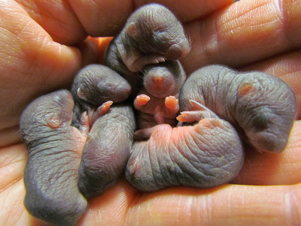 newborn moles