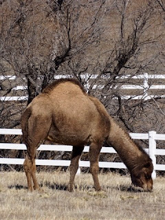 Camel photo by J.J.
