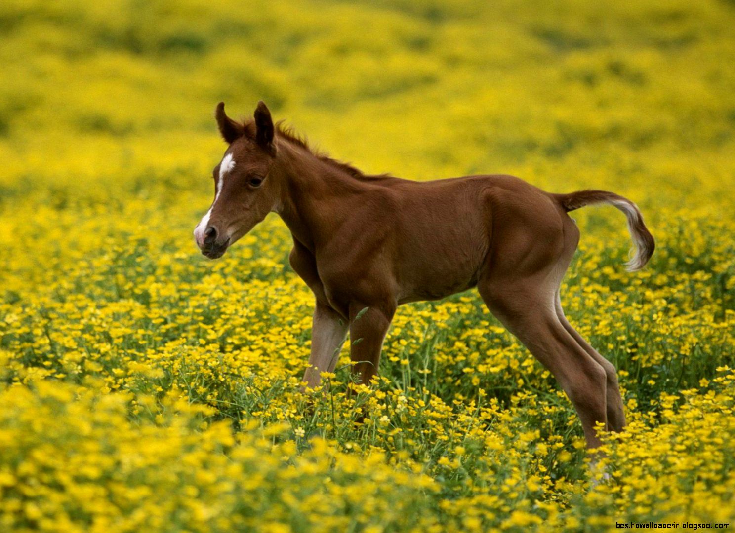 Colt Baby Arabian Horse