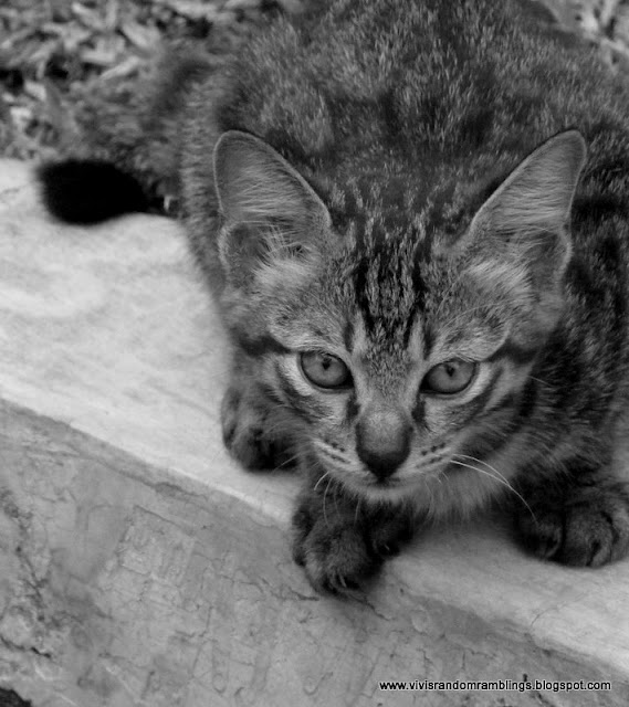black and white photo of a cat using a bridge camera