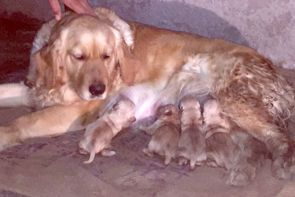 Golden Retriever In Chandigarh Jalandhar Punjab Golden Retriever In Chandigarh Jalandhar Punjab