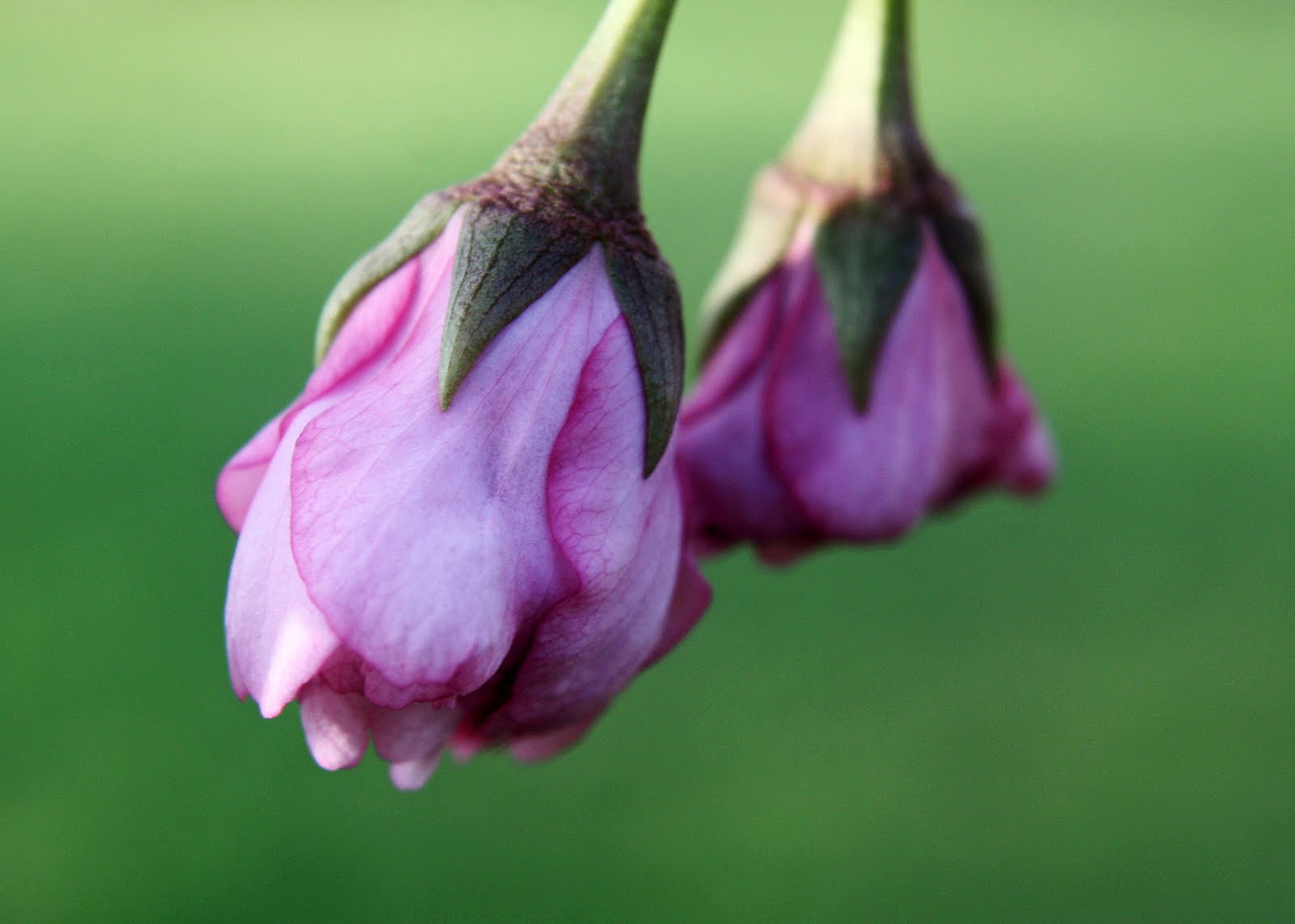 CARLETTA'S CAPTURES Cherry Blossom Buds