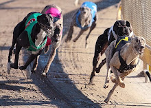 Order a DVD of your greyhound's races from Trackside