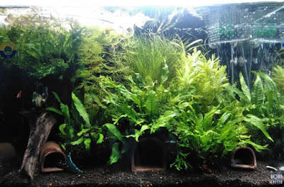 耐圧チューブを利用した浮草用堤防。前面からではほとんど目立たない