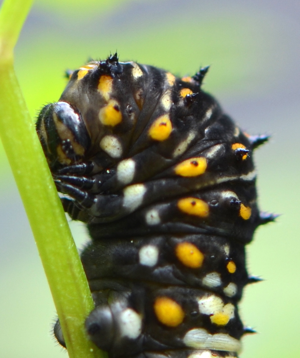 Urban Wildlife Guide More Caterpillars on the Parsley