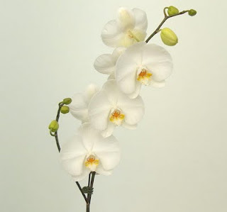 White Phalaenopsis Orchids