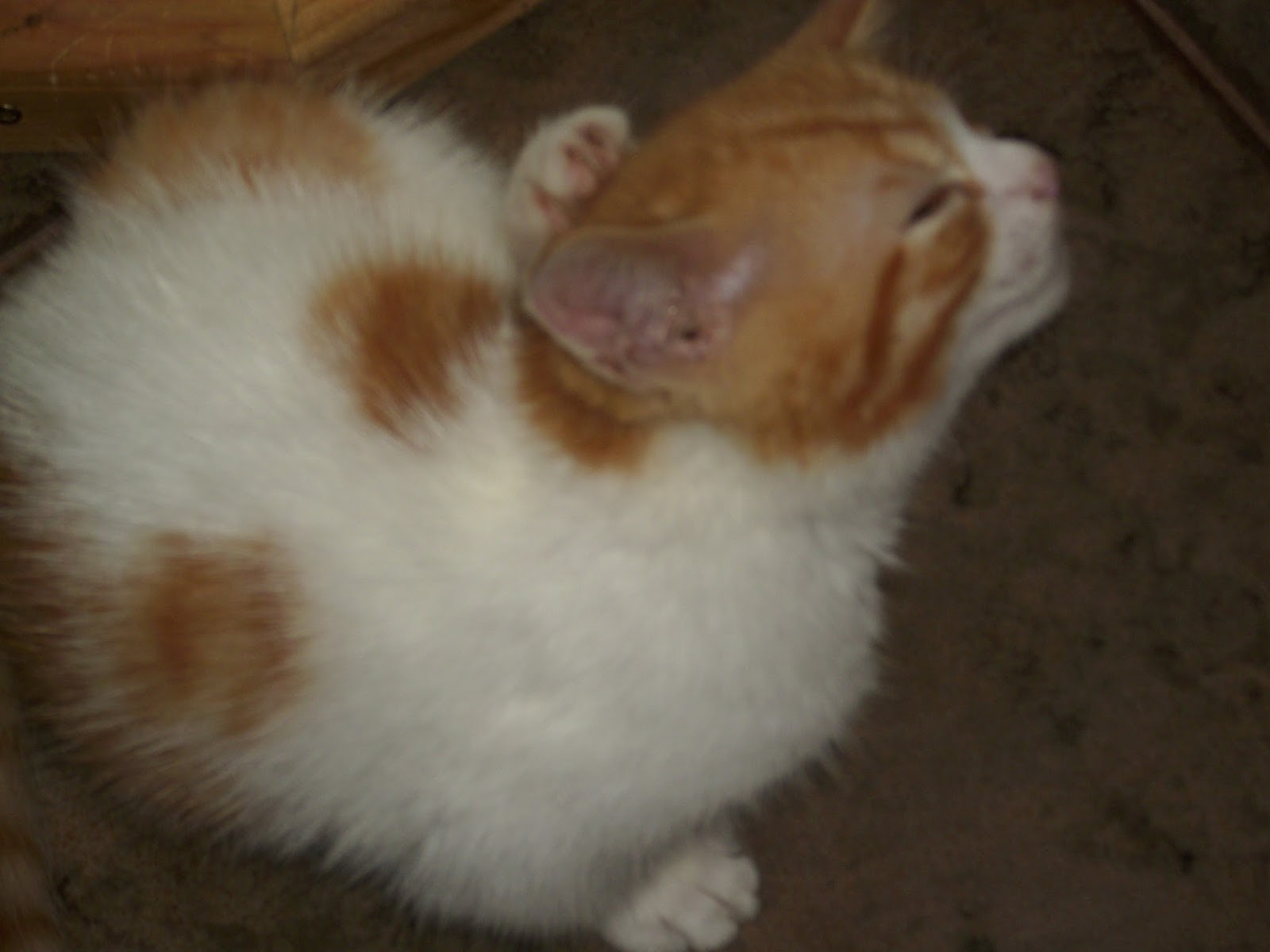 Unsere Haustiere Was tun, wenn sich die Katze blutig kratzt?