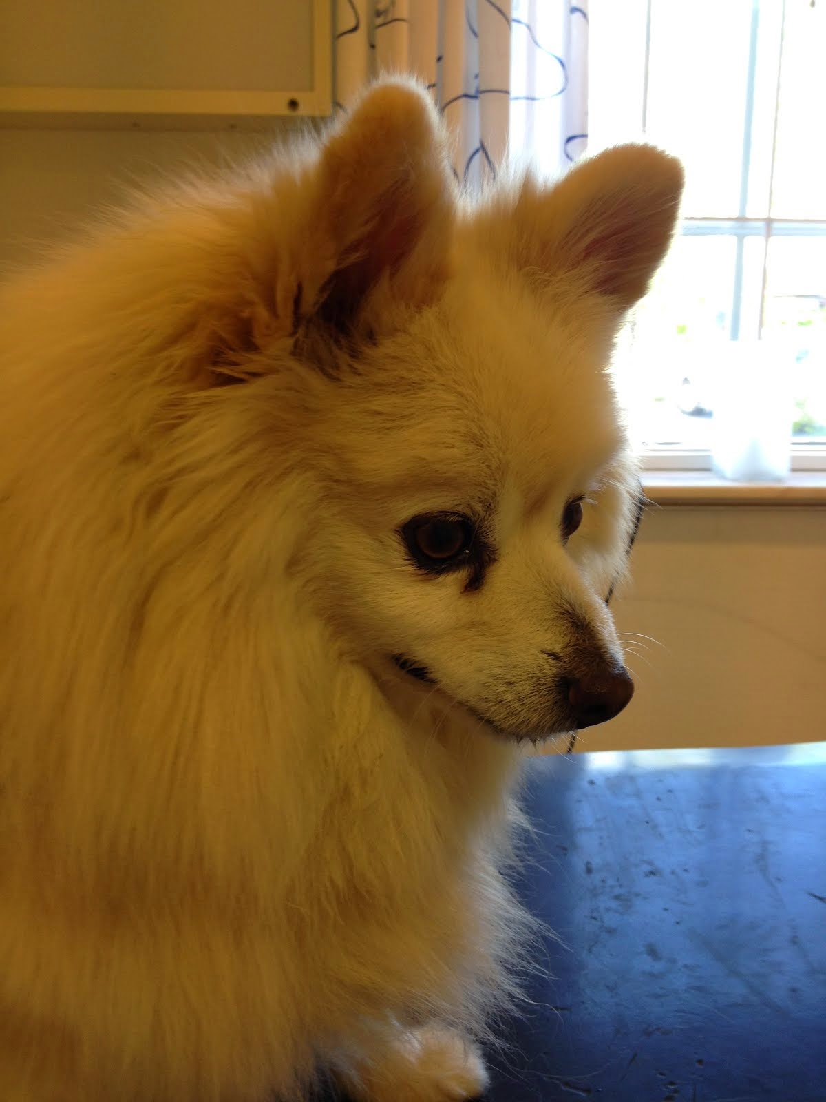 gunillas-hundblogg-underbara-lurviga-sm-hundar