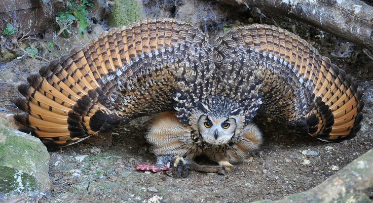 Animales Maestros Y Sanadores La Danza Entre La Presa Y El Depredador