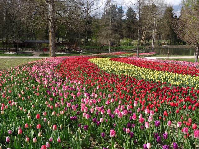 Colourful  display of tulips at chateau de Cheverny