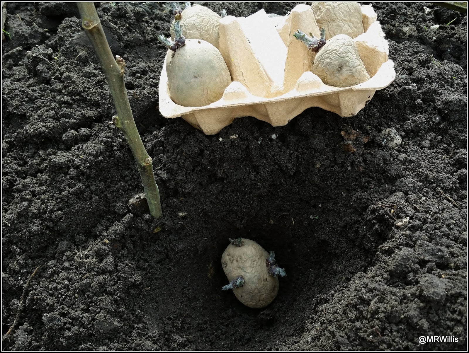 Mark's Veg Plot Harvesting Maincrop potatoes