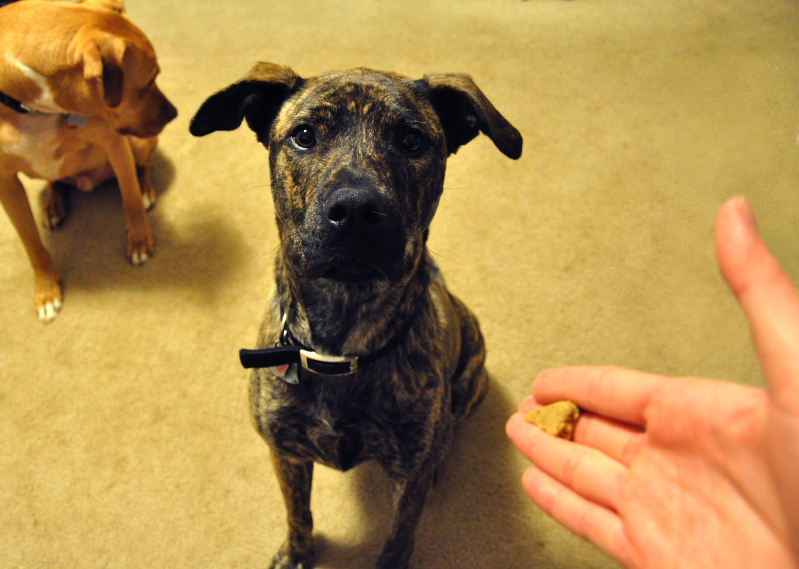 Leopold's Crate Train your dog and keep your fingers, too! Tips on how to teach your dog to