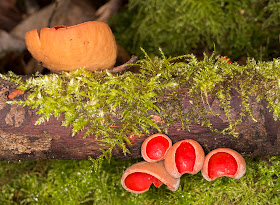 Sarcoscypha austriaca (Scarlet Elfcup).  Sevenoaks Wildlife Reserve, 27 February 2013.