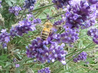 honey bees on lavender