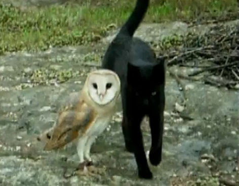 Video : 黒猫とフクロウが友だちという不思議なコンビ ! !