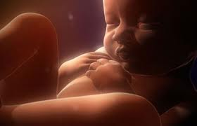imagen de feto a termino dentro de su placenta