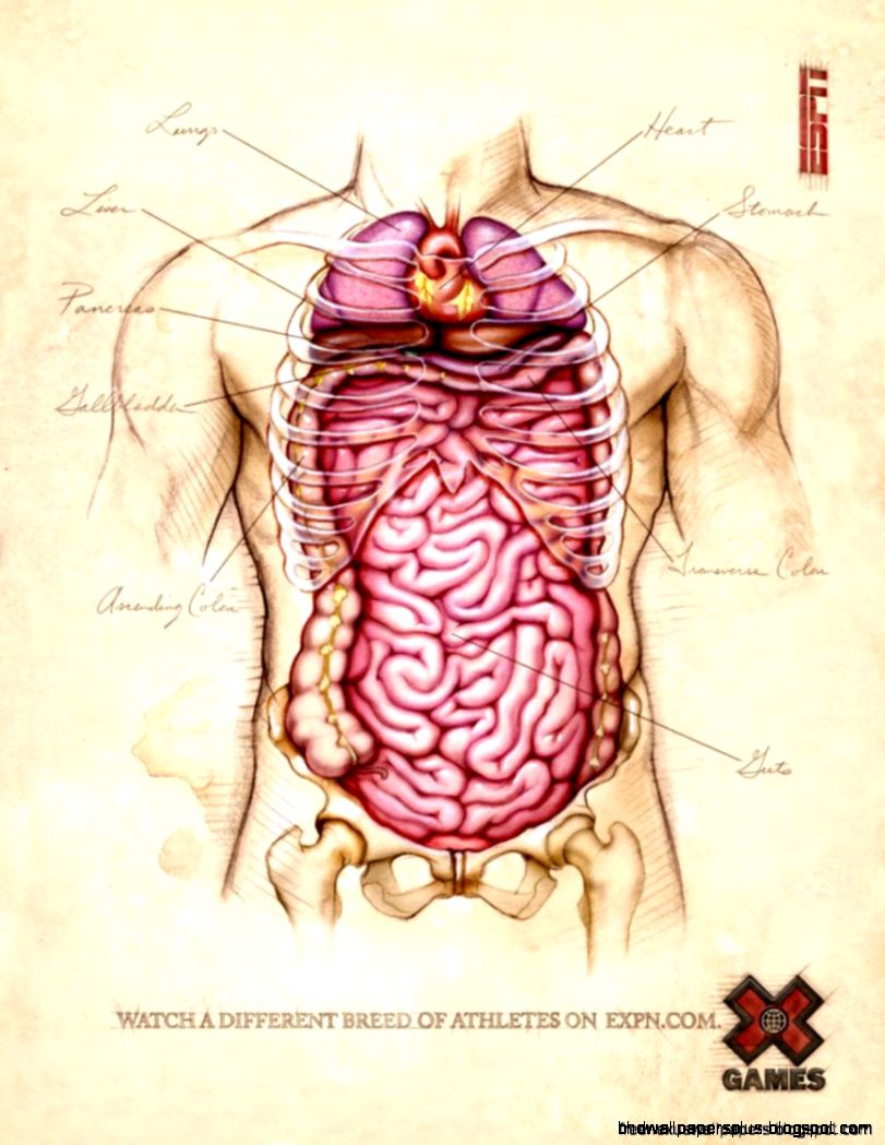 Anatomy Games  Free Nexus Wallpapers