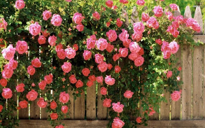 Hoa hồng nở hoa đầy vườn, bán nhanh giá tốt 20141218181654-1