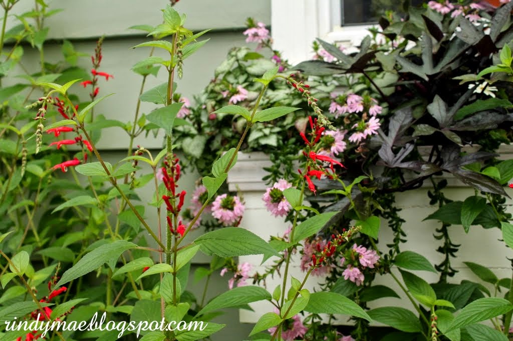 Rindy Mae Pineapple Sage