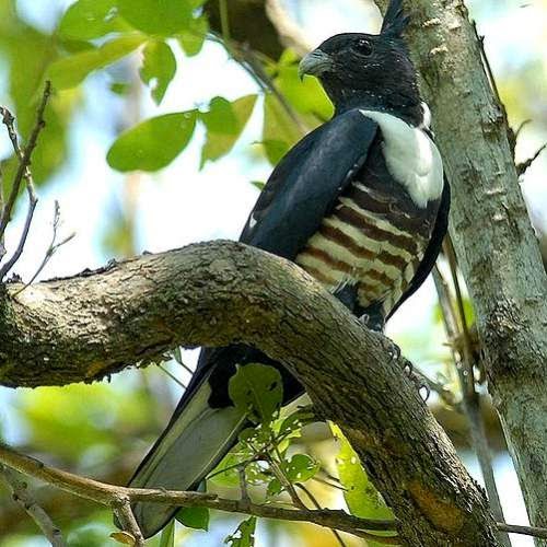 Indian birds - Image of Black baza - Aviceda leuphotes