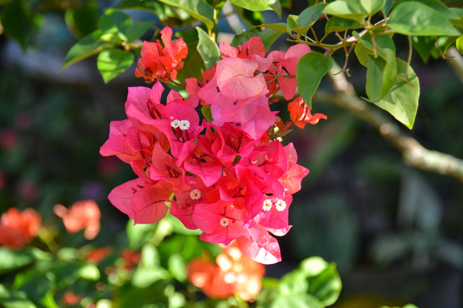 My Viewfinder: South Florida winter flowers