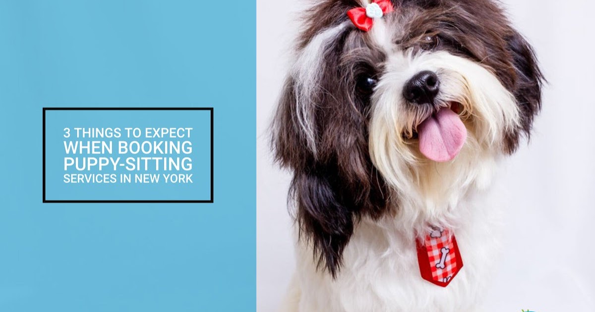 Trusty Tails Pet Care Cat Sitting in Hoboken NJ