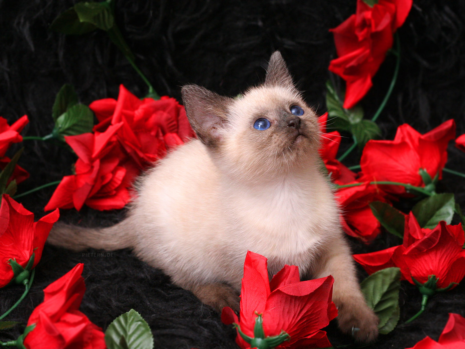 Cute Cat and Roses Wallpaper Wallpaper ME
