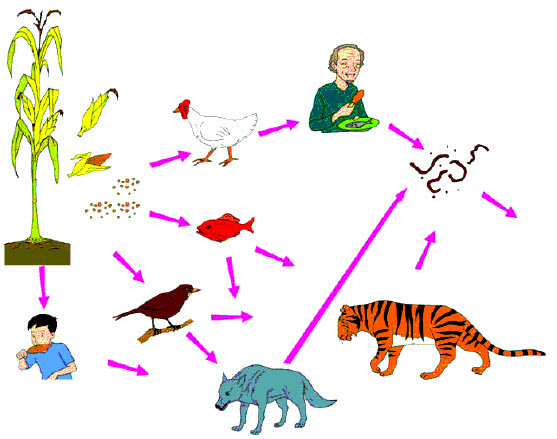 Evaluasi Tema 1 Subtema 2 Pembelajaran 6 Ayo Lestarikan Hewan Dan Tumbuhan