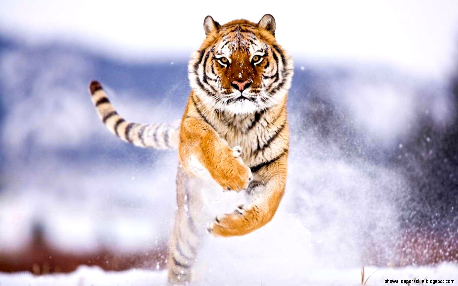 Wallpapers With Animals   Wallpaper Cave
