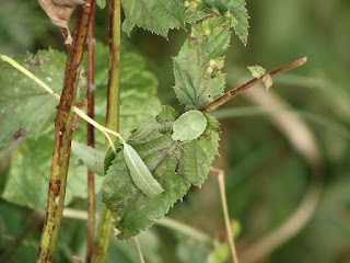 Palomena prasina nymph (5th instar) DSC11901