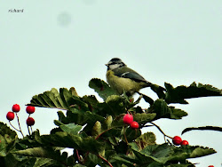 richard ashcroft birds fly 6