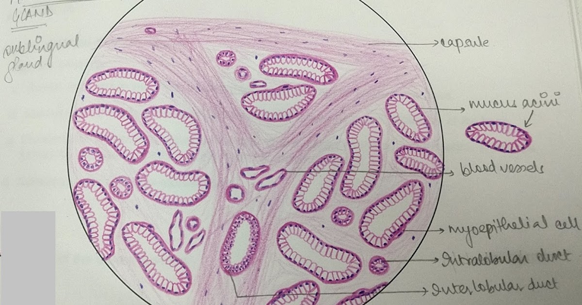 Illustrations Mucous Salivary Gland General Histology