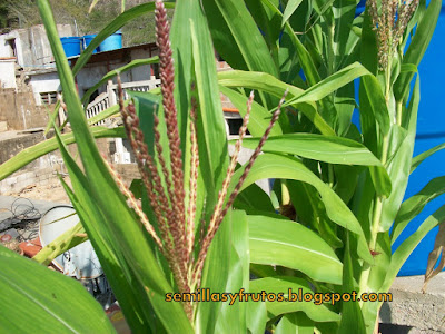 MI TECHO VERDE: MAIZ EN MACETAS